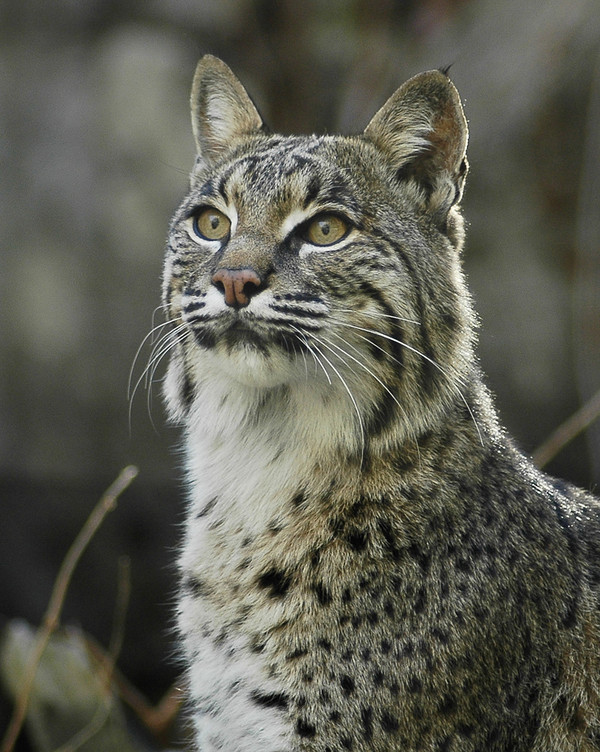 LYNX