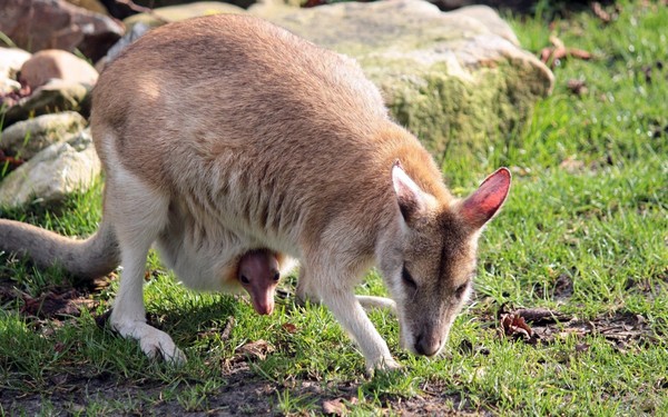 KANGOUROUS