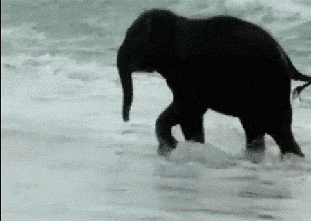 005-funny-animal-gifs-baby-elephant-on-beach.gif