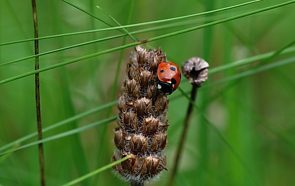 COCCINELLE