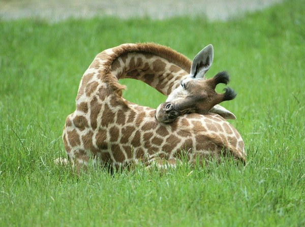 GIRAFE