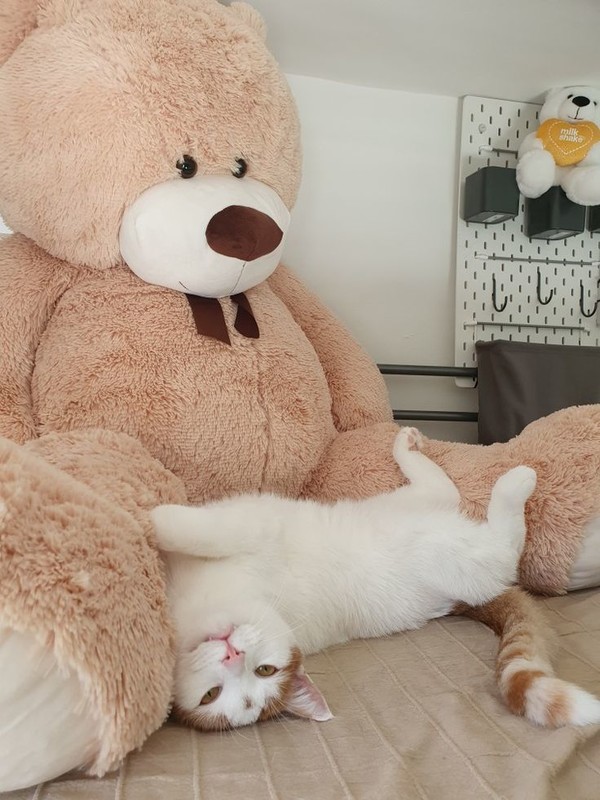 PELUCHE 4