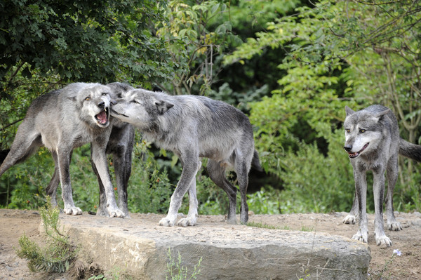 LOUPS