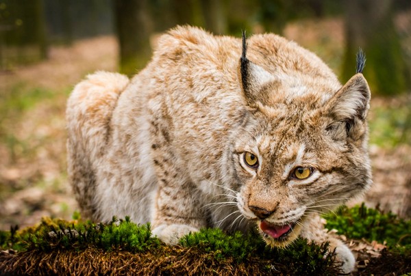 LYNX