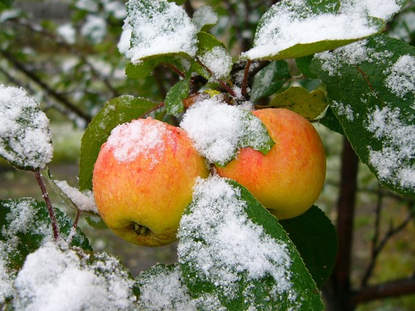 LES POMMES