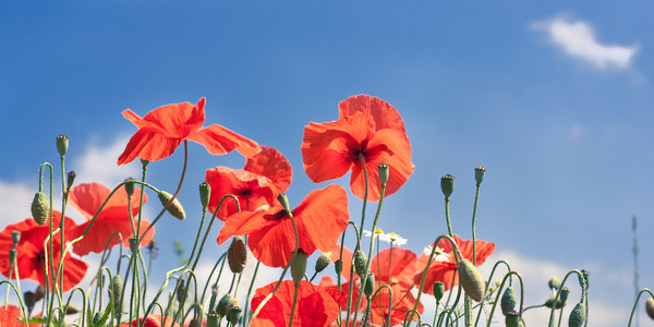 COQUELICOTS