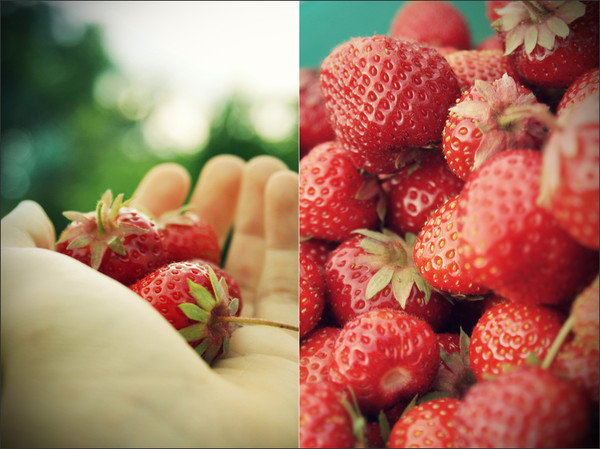 LES FRAISES