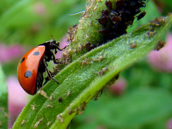 COCCINELLE