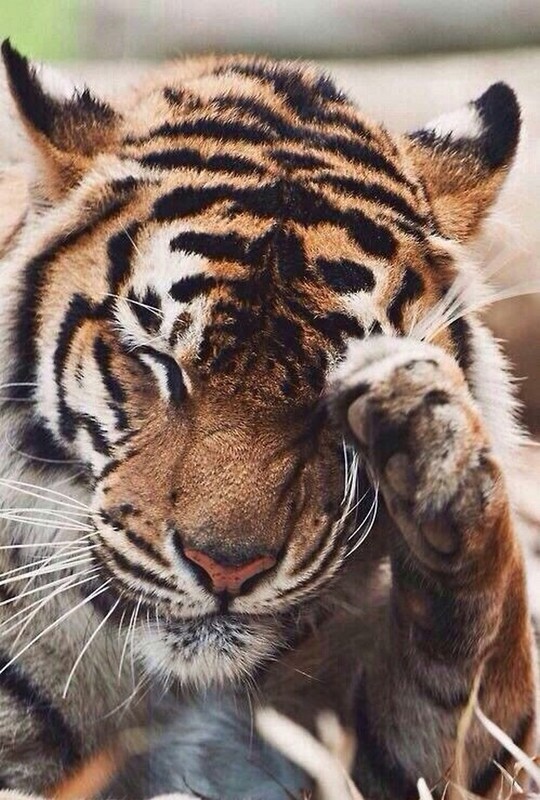 TIGRE