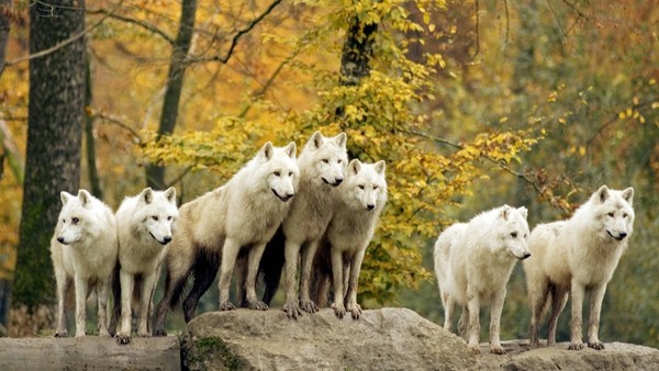 LOUPS