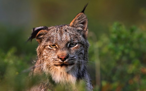 LYNX