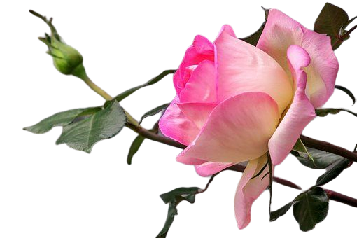 ROSE 4