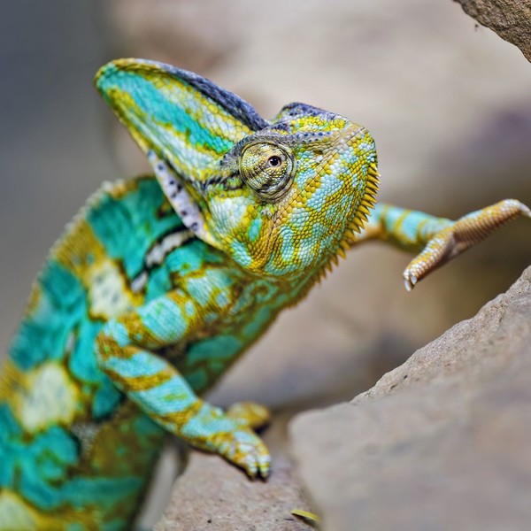 CAMELEON