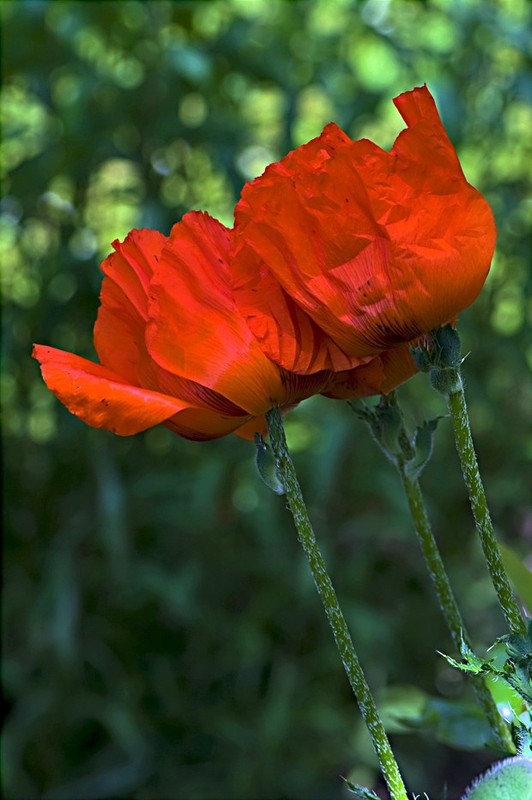 COQUELICOTS