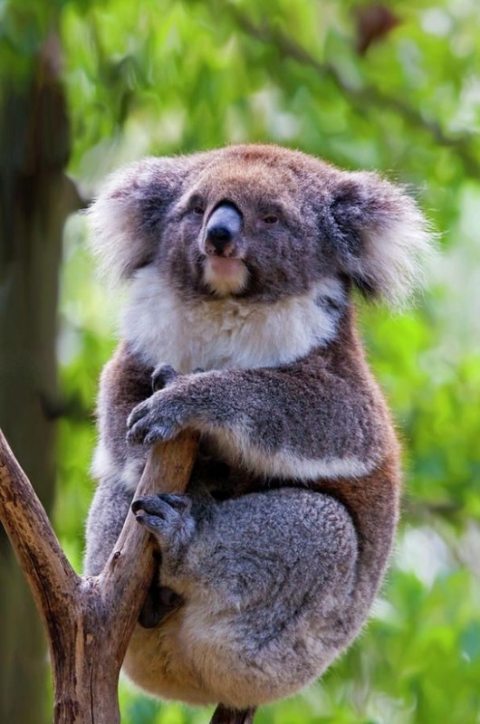 KOALA