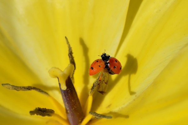 COCCINELLE