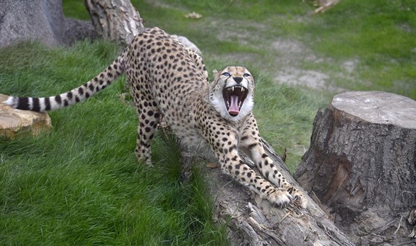 GUEPARD