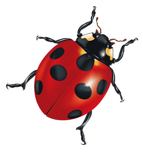 COCCINELLE 2