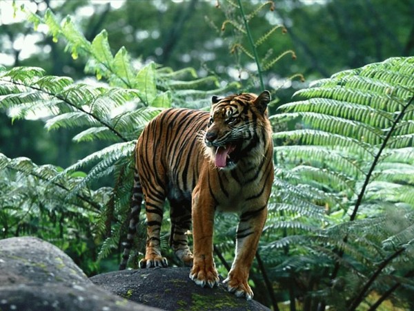 TIGRE