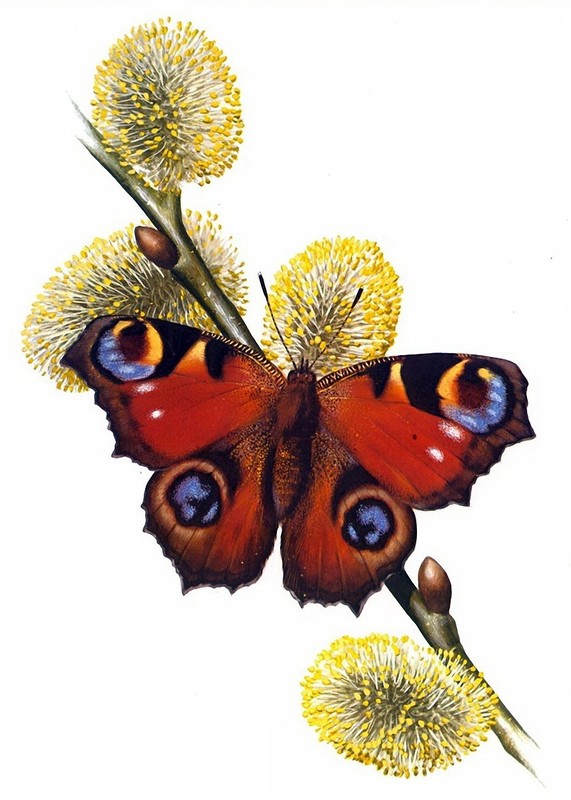 PAPILLON 2