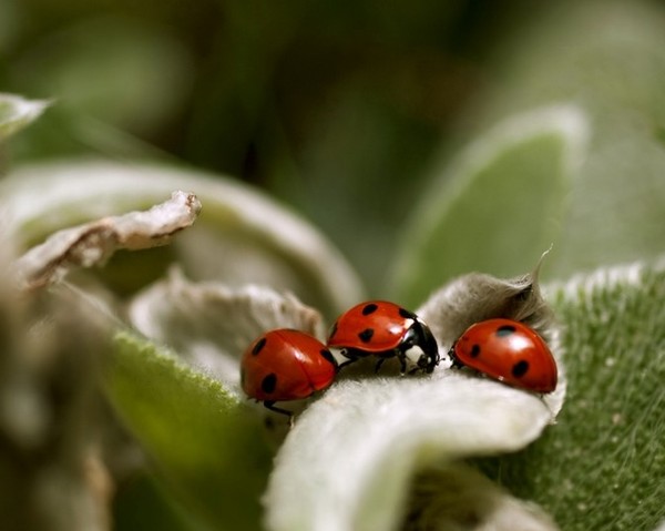 COCCINELLES