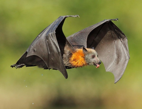 CHAUVE SOURIS