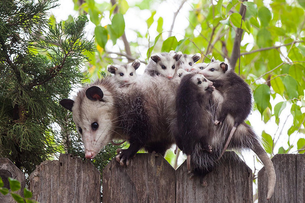 OPPOSSUM