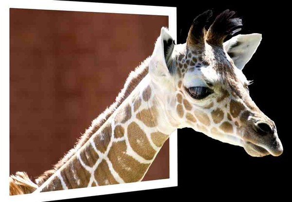 GIRAFE