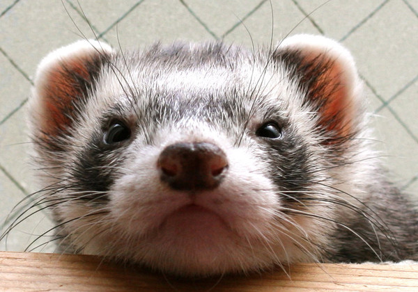 FURET