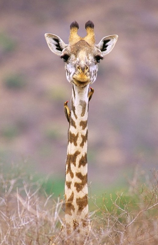 GIRAFE