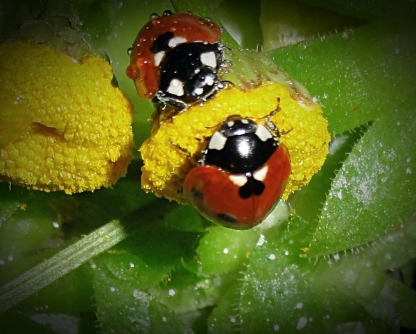 COCCINELLES 2