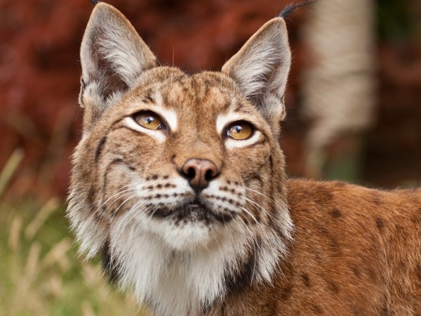 LYNX