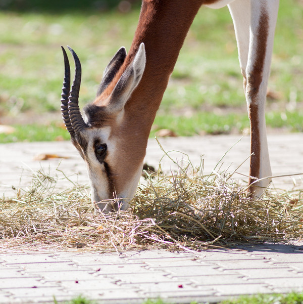 GAZELLE