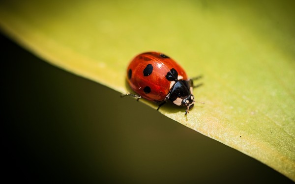 COCCINELLE