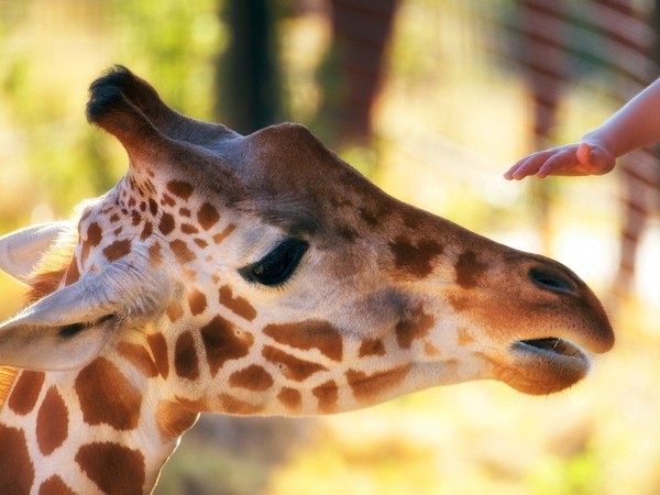 GIRAFE