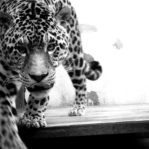 LEOPARD