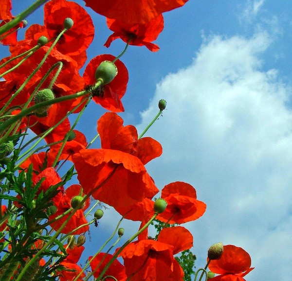 COQUELICOTS