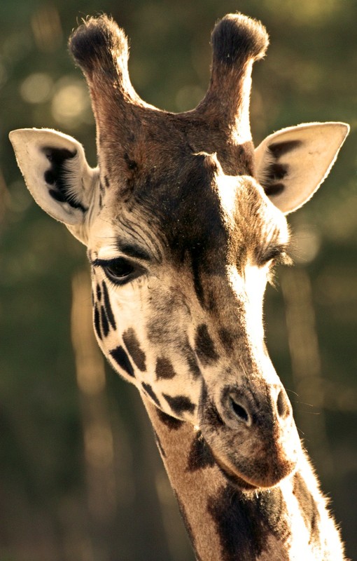 GIRAFE