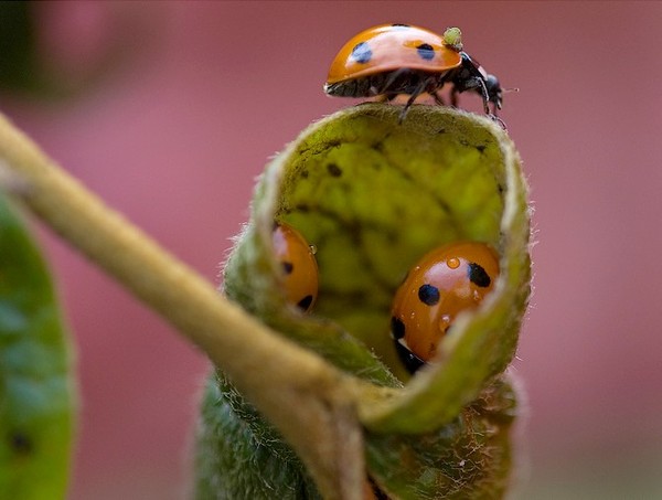 COCCINELLES