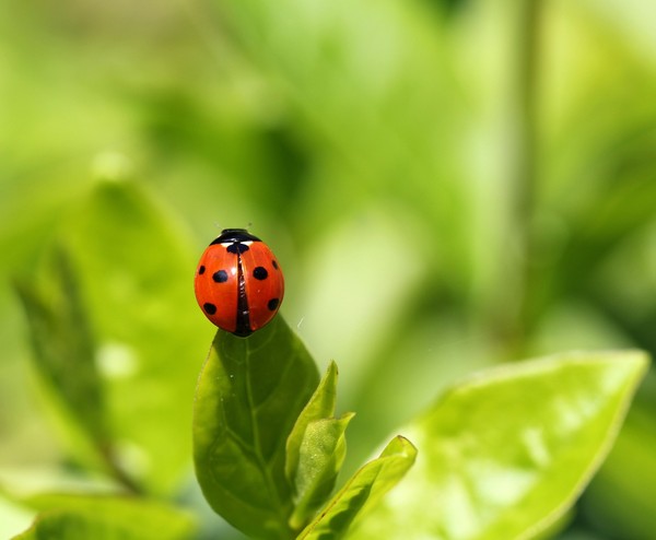 COCCINELLE