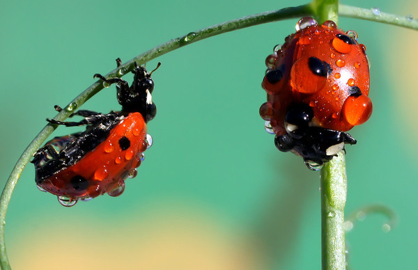 COCCINELLES 2