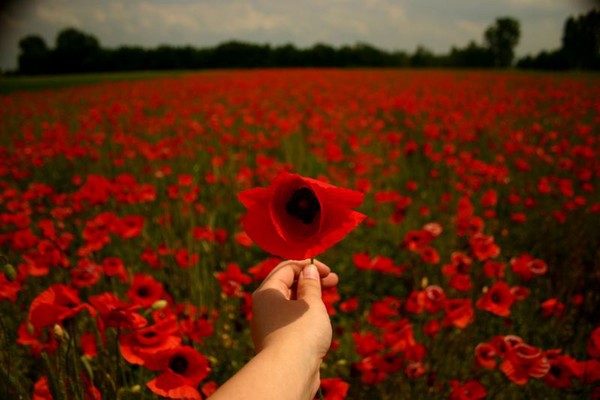 COQUELICOTS