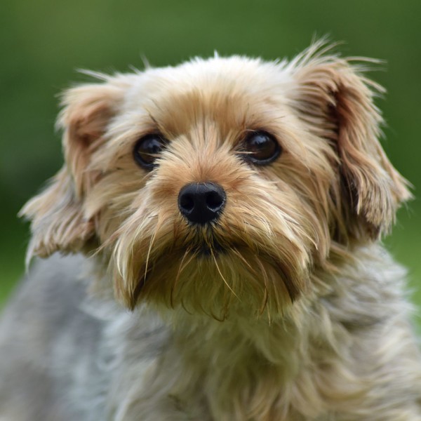 CHIEN 5