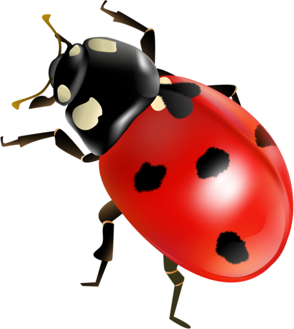 COCCINELLE