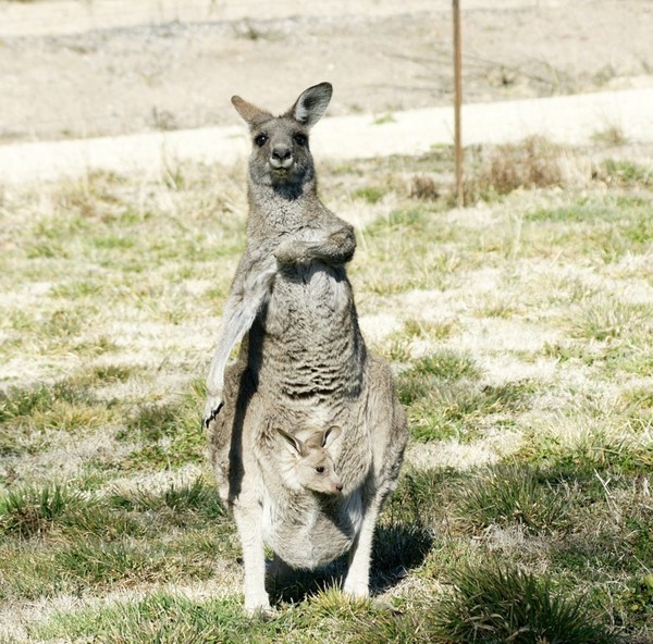 KANGOUROUS