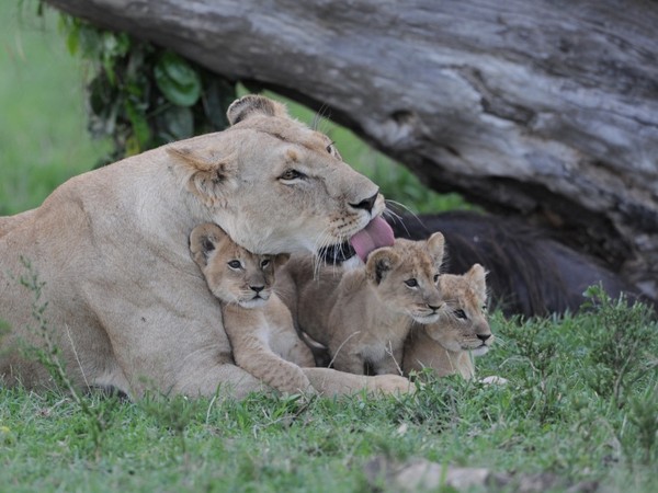 LIONNE ET SES PETITS