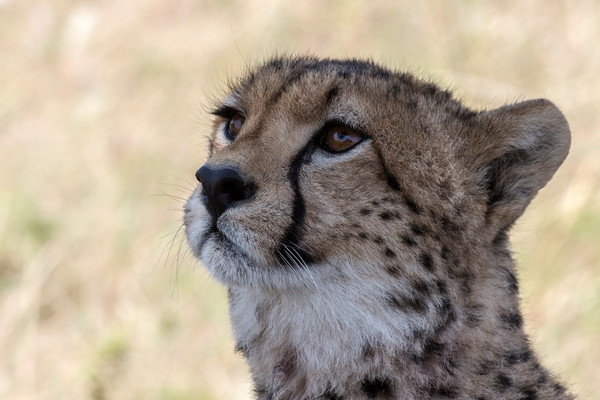 GUEPARD