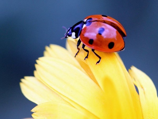 COCCINELLE 2