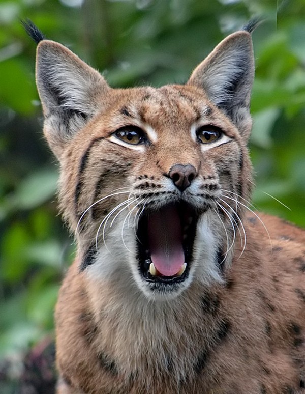 LYNX