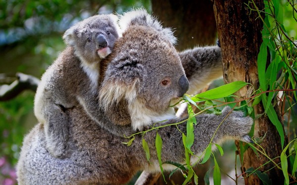 KOALAS